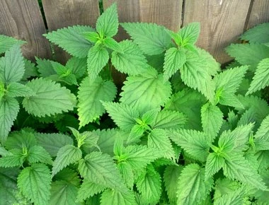 Απώλεια βάρους: Αυτά είναι τα 9 φυσικά κατασταλτικά της όρεξης